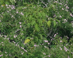 Solanum chrysotrichum