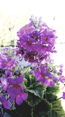 Primula denticulata