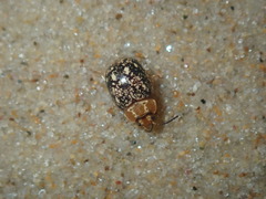 Paropsisterna tigrina