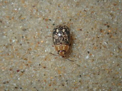 Paropsisterna tigrina