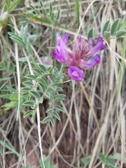 Astragalus shortianus