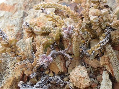 Image of Trichodiadema pomeridianum by (c) Christiaan Viljoen, some rights reserved (CC BY)