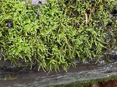 Brachythecium laetum