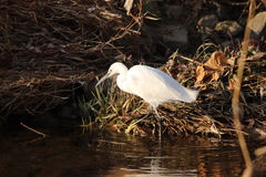 Egretta garzetta
