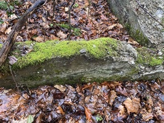 Brachythecium laetum