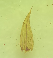 Brachythecium laetum