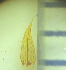 Brachythecium laetum