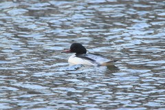 Mergus merganser