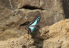 Graphium eurypylus