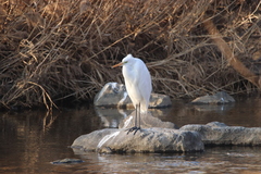 Ardea alba