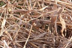 Sinosuthora webbiana