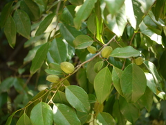 Diospyros oocarpa