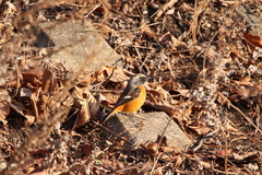 Phoenicurus auroreus