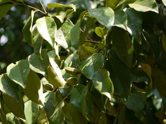 Diospyros oocarpa