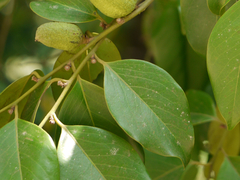 Diospyros oocarpa