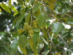 Diospyros oocarpa