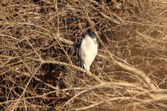 Nycticorax nycticorax