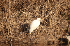Ardea alba