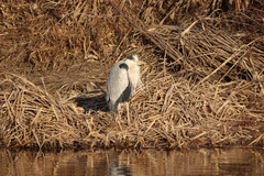 Ardea cinerea