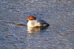 Mergus merganser