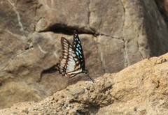 Graphium eurypylus