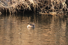 Tachybaptus ruficollis