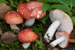 Russula emeticicolor
