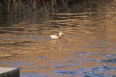 Tachybaptus ruficollis