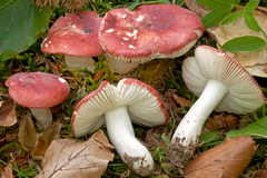 Russula emeticicolor