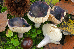 Russula amoena