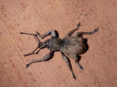 Leptopius tetraphysodes