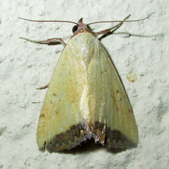 Phytometra subflavalis