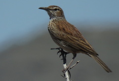 Certhilauda subcoronata