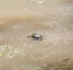 Emydura macquarii