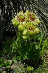 Sempervivum wulfenii