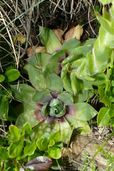 Sempervivum wulfenii