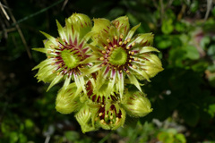 Sempervivum wulfenii