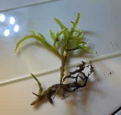 Brachythecium laetum