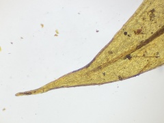 Brachythecium laetum