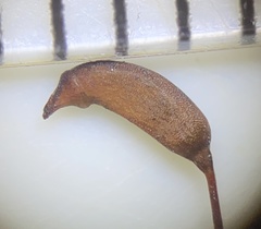 Brachythecium laetum