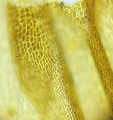 Brachythecium laetum