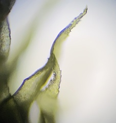 Brachythecium laetum