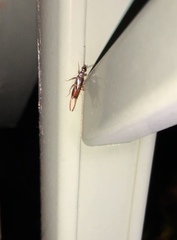 Nesogaster halli