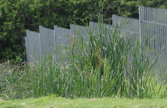 Typha capensis