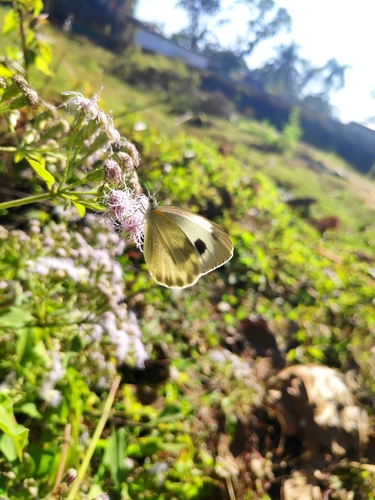 Indian Cabbage White photo 6