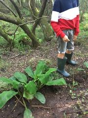 Lysichiton camtschatcensis