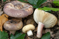 Russula amoenicolor