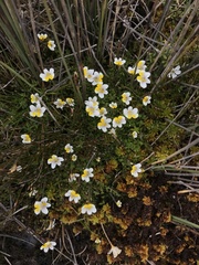 Euphrasia wettsteiniana