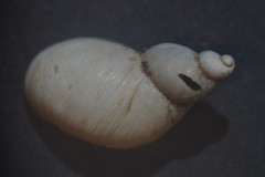 Succinella oblonga