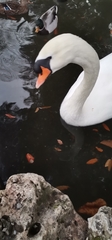 Cygnus olor